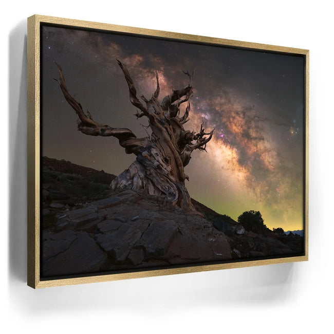 Featured image 7 for Ancient Bristlecone Pine Forest, California