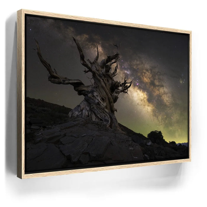 Featured image 10 for Ancient - Ancient Bristlecone Pine Forest, California