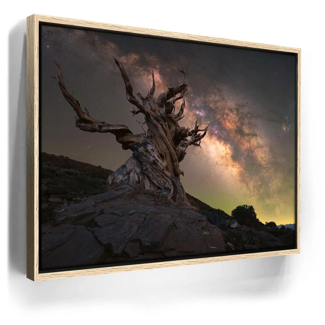 Featured image 9 for Ancient Bristlecone Pine Forest, California