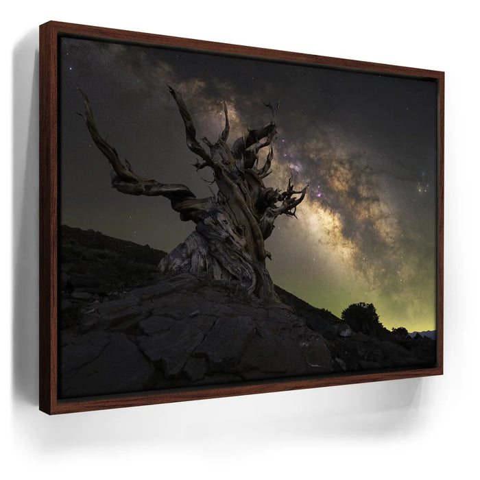 Featured image 11 for Ancient - Ancient Bristlecone Pine Forest, California