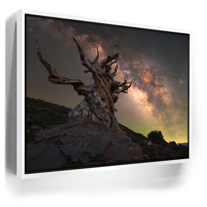 Featured image 6 for Ancient - Ancient Bristlecone Pine Forest, California