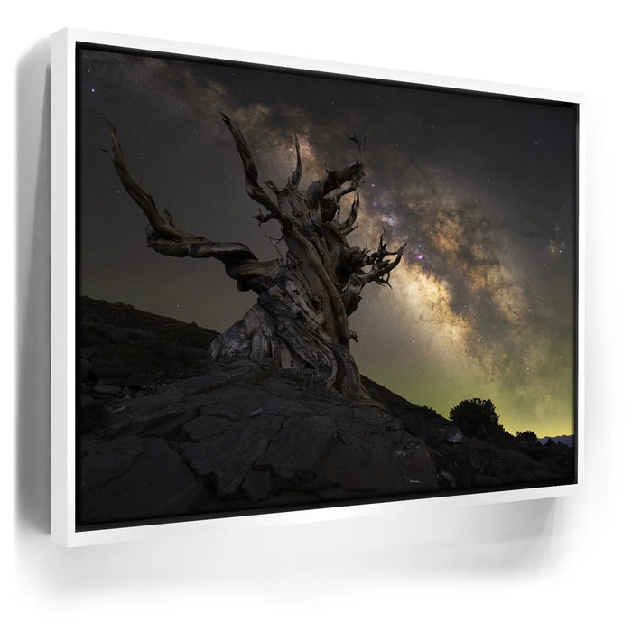 Featured image 7 for Ancient - Ancient Bristlecone Pine Forest, California