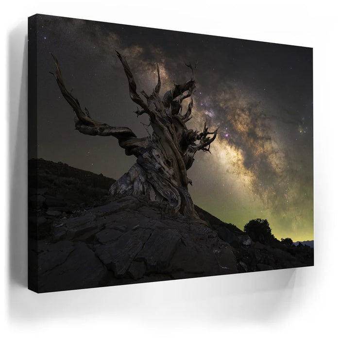 Featured image 5 for Ancient - Ancient Bristlecone Pine Forest, California