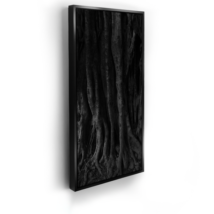 Banyan Tree, Maui - Black and White