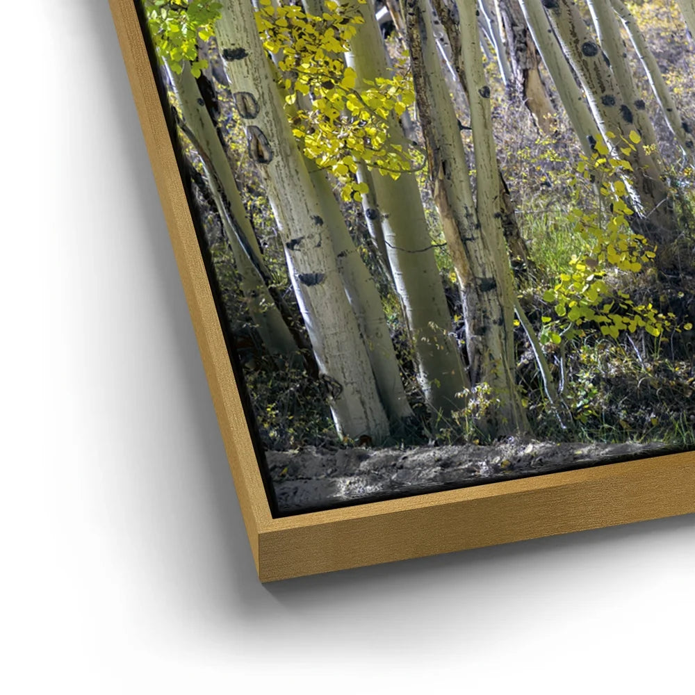 Featured image 12 for Aspens Eastern Sierras