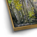 Thumbnail image 12 for Aspens Eastern Sierras