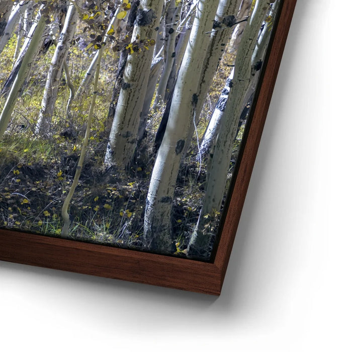 Featured image 14 for Aspens Eastern Sierras