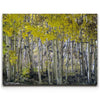 Featured image 1 for Aspens Eastern Sierras