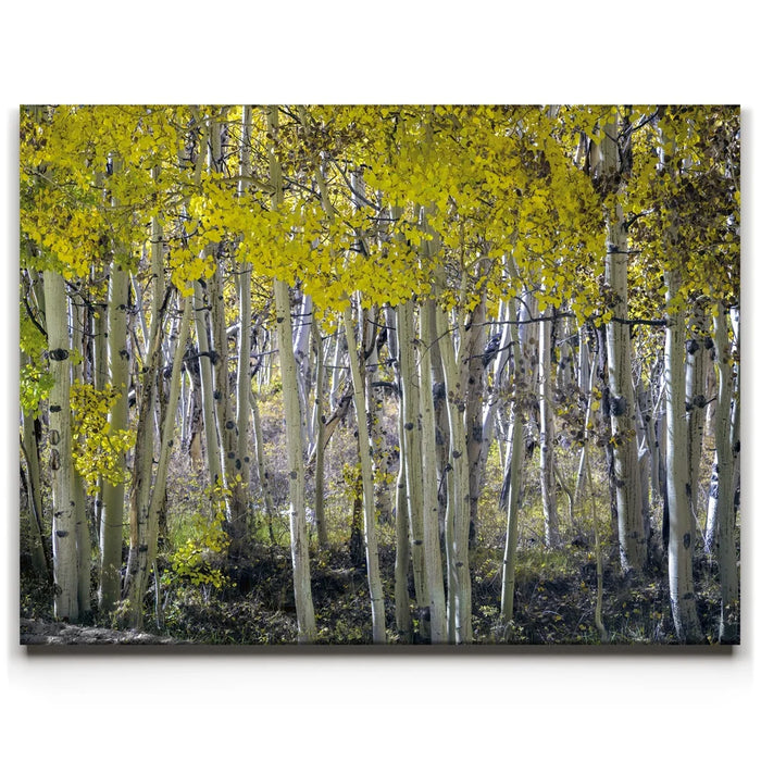 Featured image 1 for Aspens Eastern Sierras