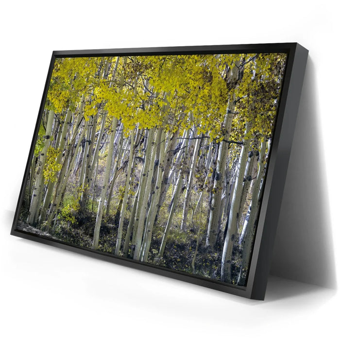 Featured image 2 for Aspens Eastern Sierras