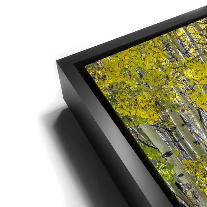 Featured image 11 for Aspens Eastern Sierras