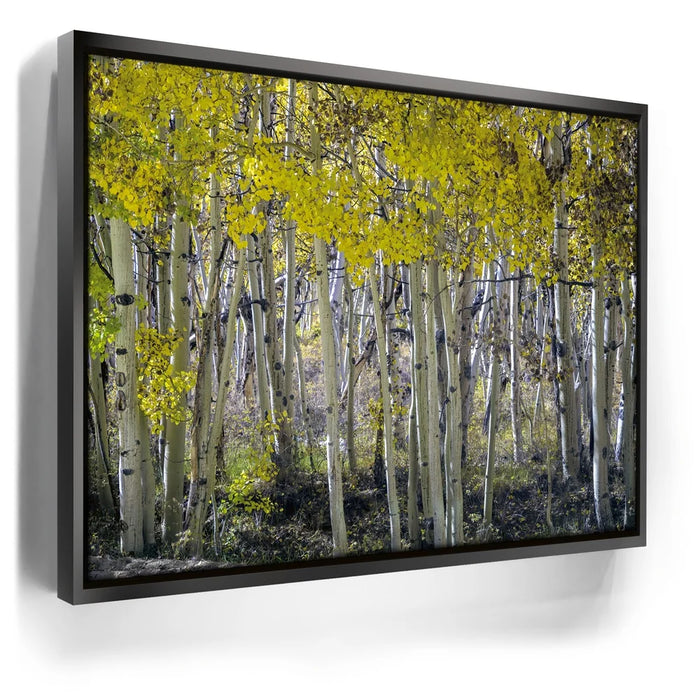 Featured image 5 for Aspens Eastern Sierras