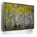 Featured image 7 for Aspens Eastern Sierras