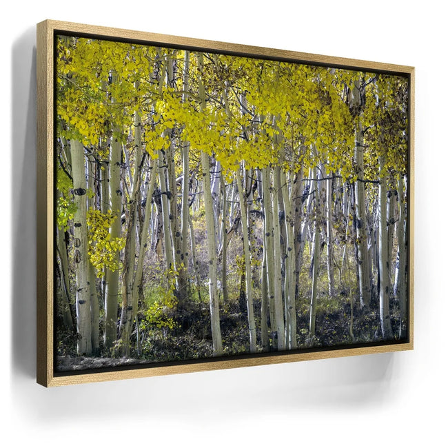 Featured image 7 for Aspens Eastern Sierras