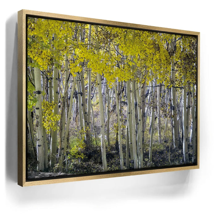 Featured image 7 for Aspens Eastern Sierras