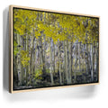 Featured image 9 for Aspens Eastern Sierras