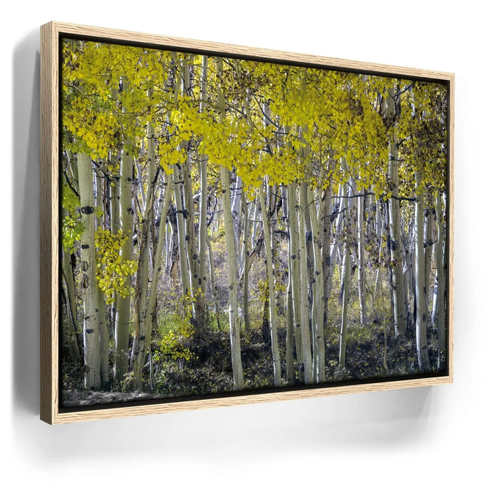 Featured image 9 for Aspens Eastern Sierras