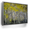 Featured image 8 for Aspens Eastern Sierras