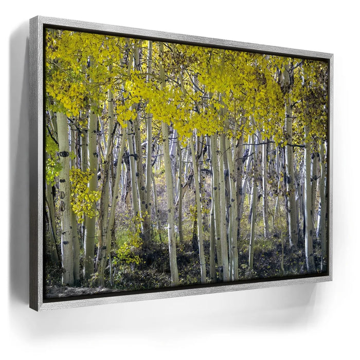 Featured image 8 for Aspens Eastern Sierras