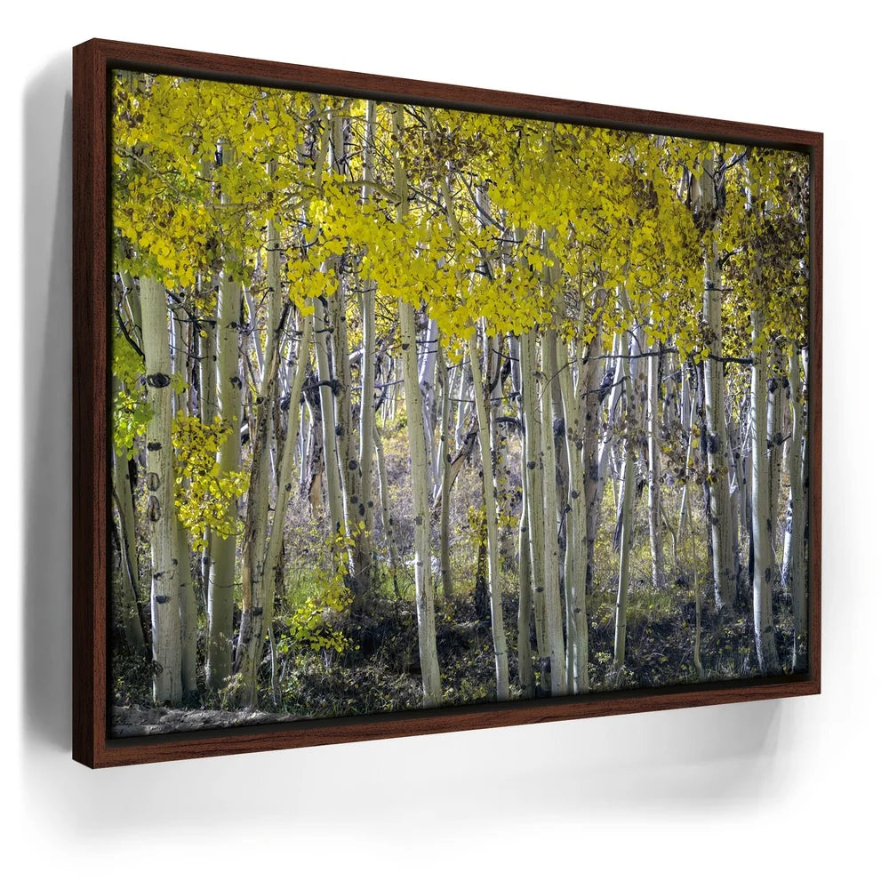Featured image 10 for Aspens Eastern Sierras