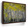 Featured image 10 for Aspens Eastern Sierras