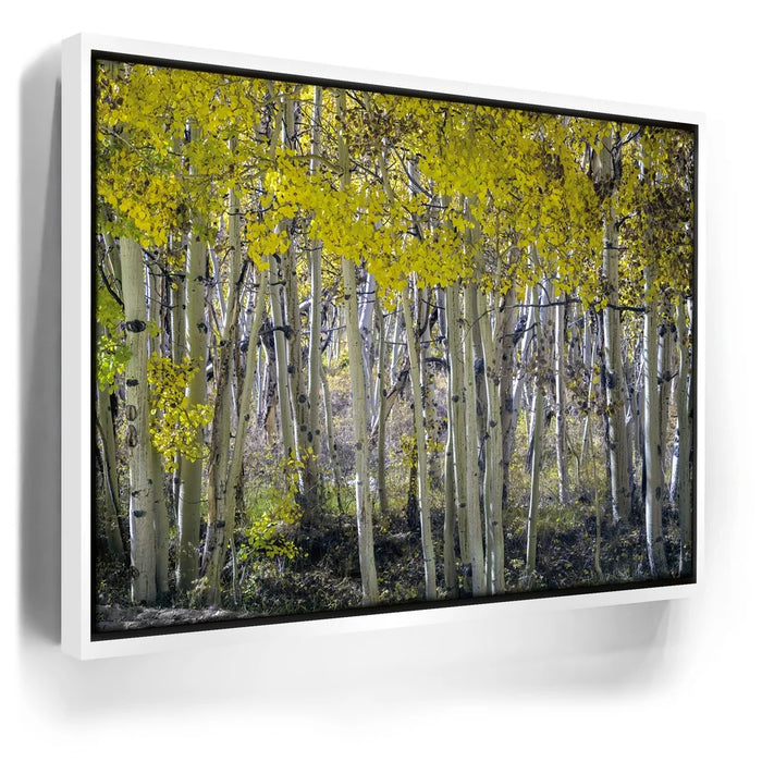 Featured image 6 for Aspens Eastern Sierras