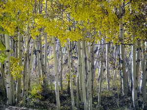 Alan Crosthwaite featured image 2