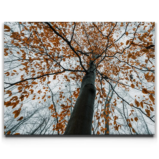 Autumn Rise