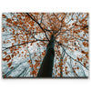 Featured image 1 for Autumn Rise