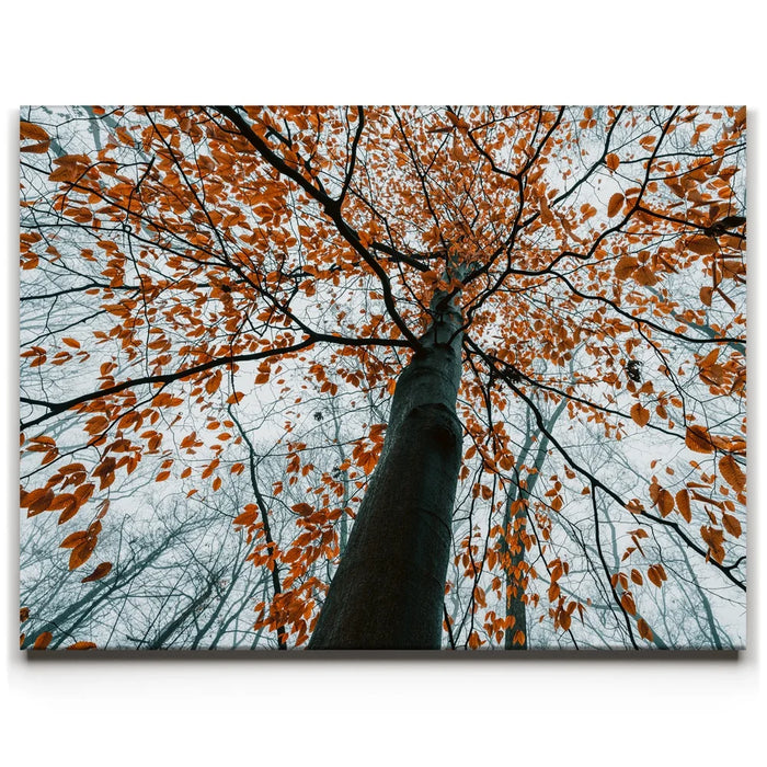 Featured image 1 for Autumn Rise