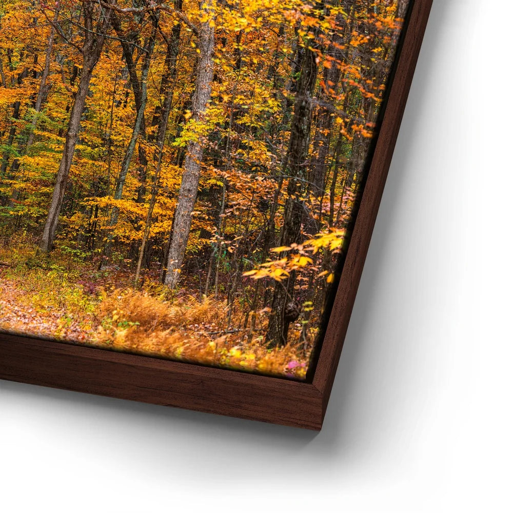 Featured image 14 for Autumn Trail