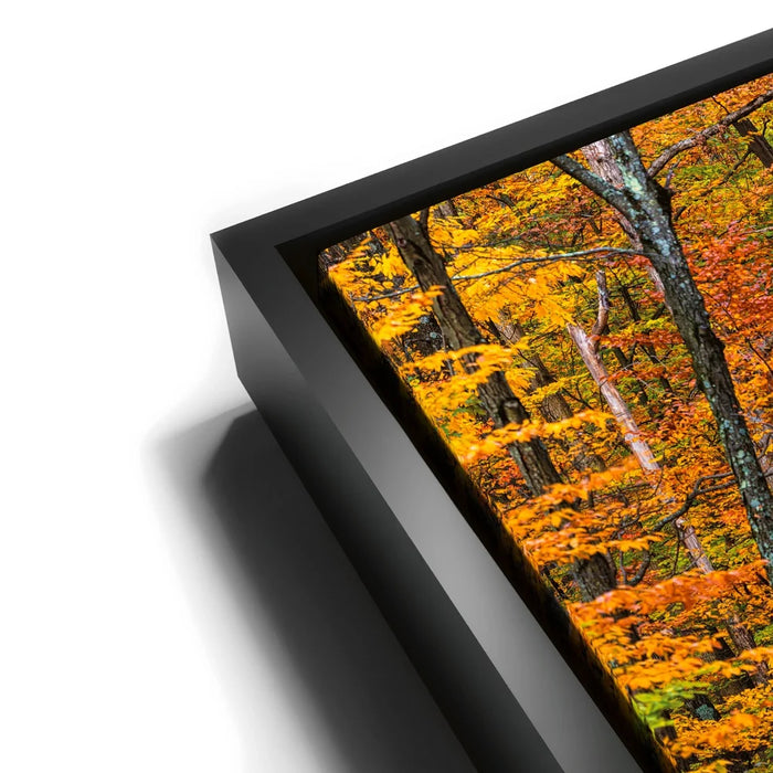 Featured image 11 for Autumn Trail