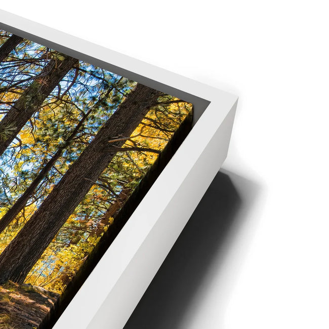 Featured image 14 for Autumn at Donner Lake