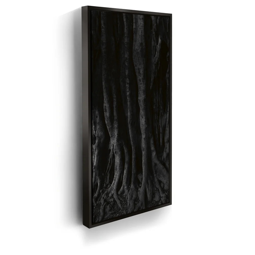 Featured image 5 for Banyan Tree, Maui - Black and White