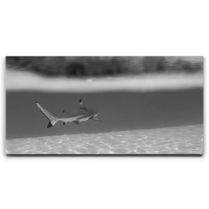 Beneath The Surface B&W - Tahiti