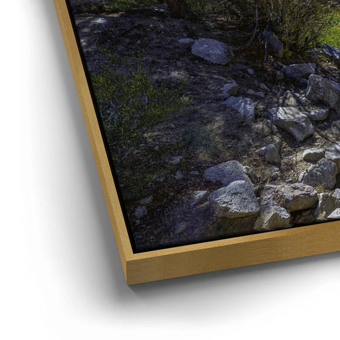 Featured image 12 for Bishop Creek Mountain Stream