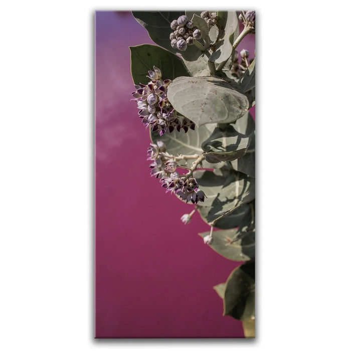 Featured image 1 for Blossom At The Pink Pond - Maui, Kealia Pond