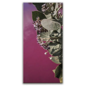 Blossom At The Pink Pond - Maui, Kealia Pond