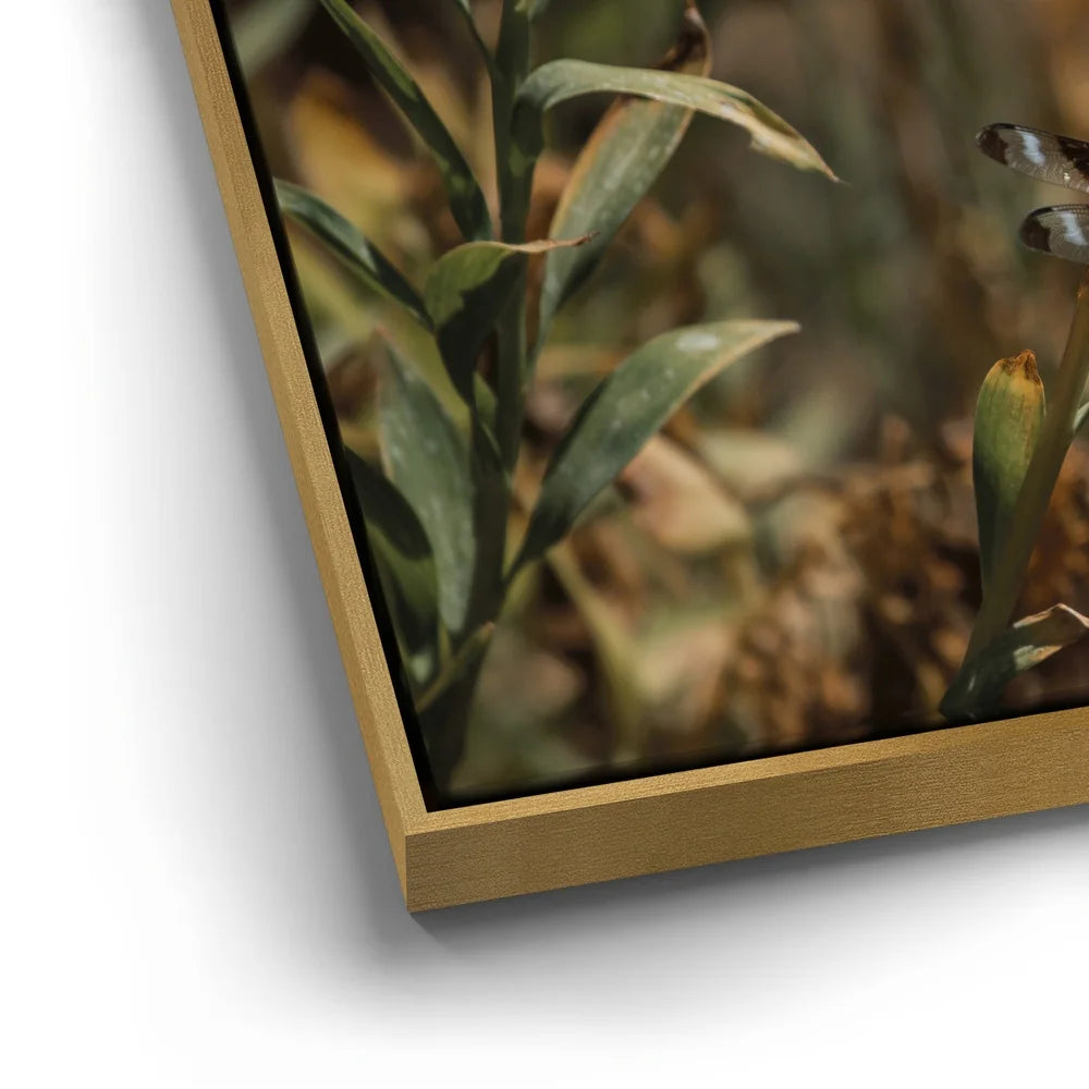 Featured image 12 for Blue Libelula I, California