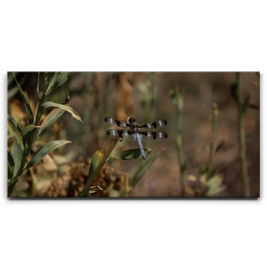 Blue Libelula I, California Posters, Prints, & Visual Artwork TheGoatWallArt LANDSCAPE - WIDE 30x15 0.75" STANDARD