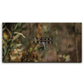 Featured image 1 for Blue Libelula I, California