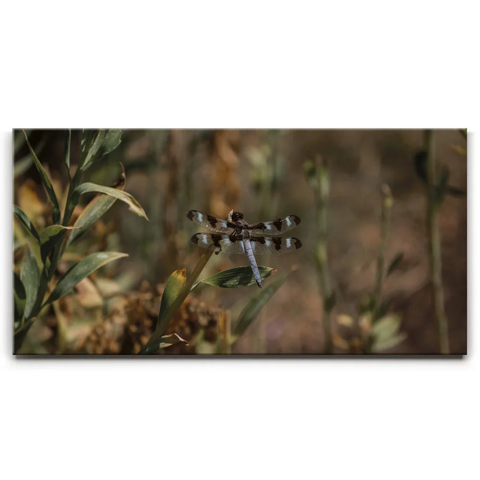 Featured image 1 for Blue Libelula I, California