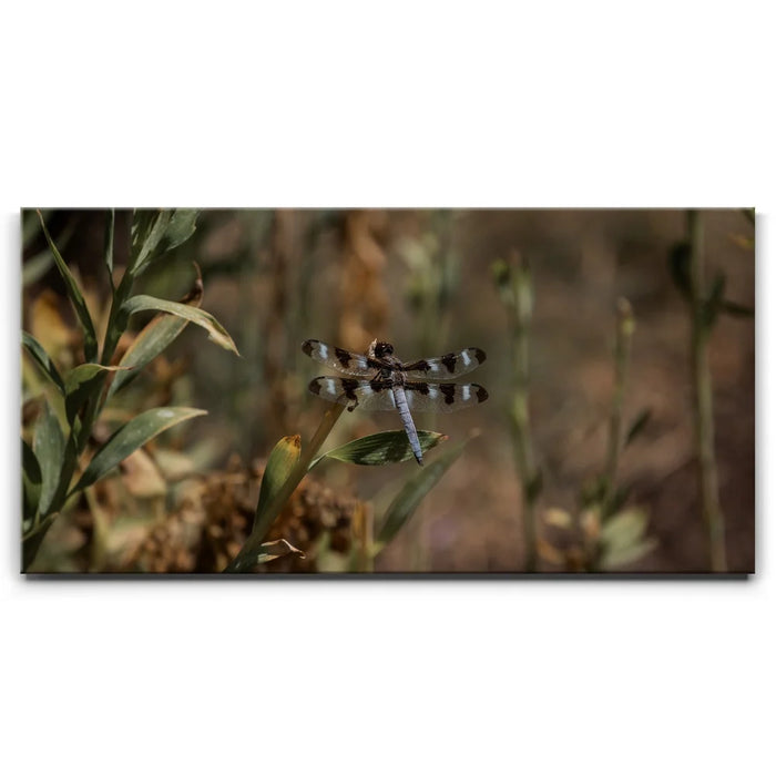 Featured image 1 for Blue Libelula I, California