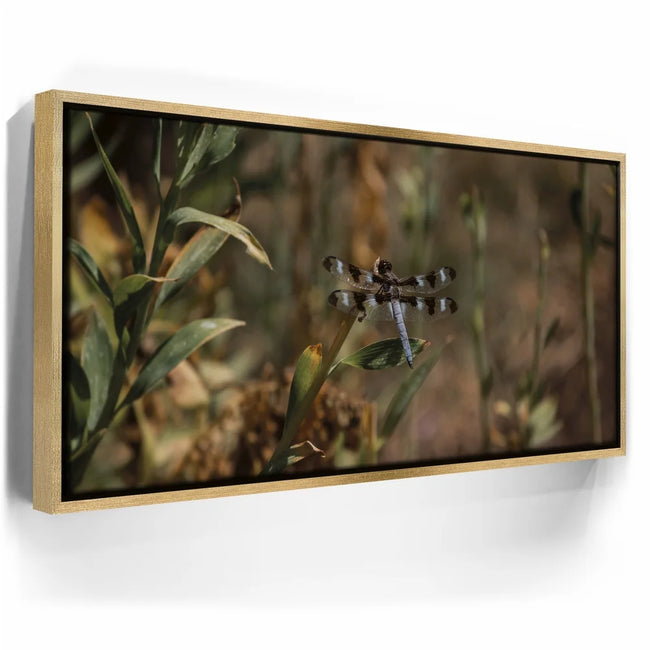 Featured image 7 for Blue Libelula I, California