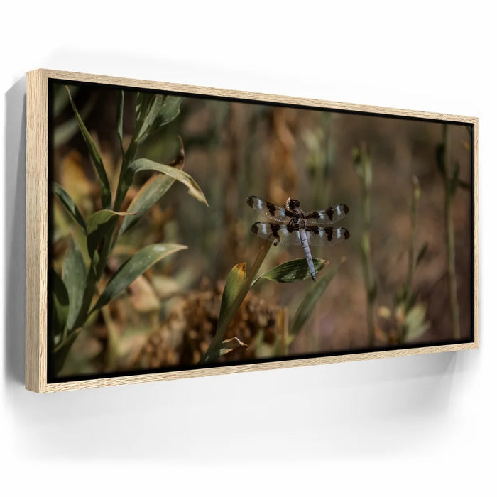 Featured image 10 for Blue Libelula I, California