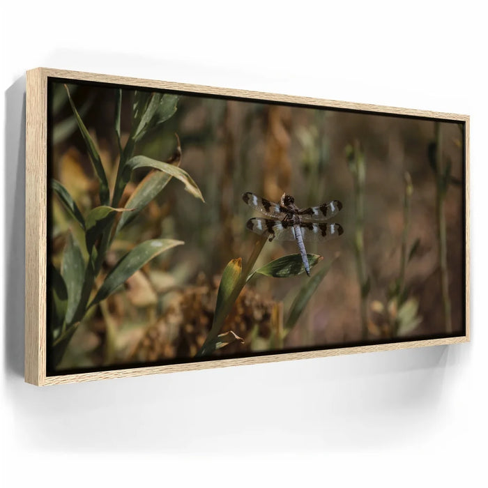 Featured image 9 for Blue Libelula I, California