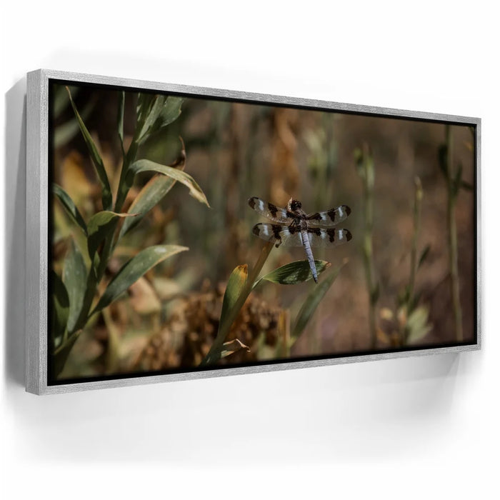 Featured image 9 for Blue Libelula I, California