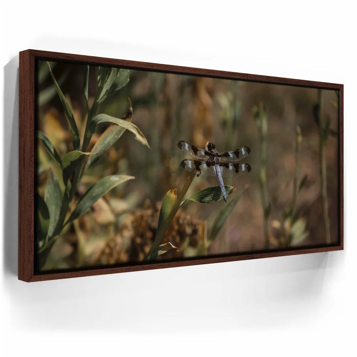 Featured image 10 for Blue Libelula I, California