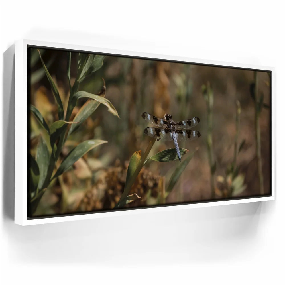 Featured image 6 for Blue Libelula I, California
