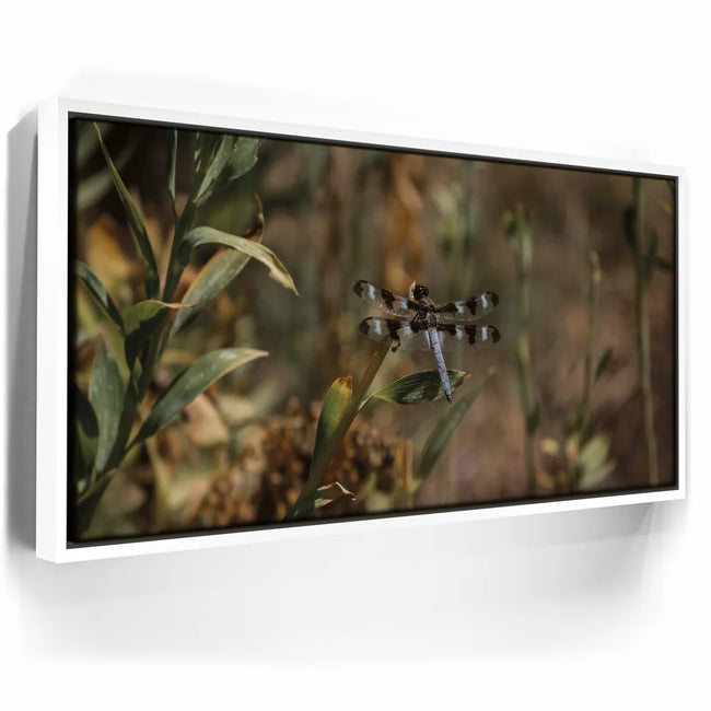Featured image 6 for Blue Libelula I, California